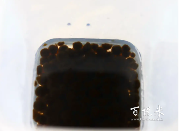 專業(yè)烘焙奶茶配方分享,一個(gè)養(yǎng)生壺就能做出好喝的奶茶